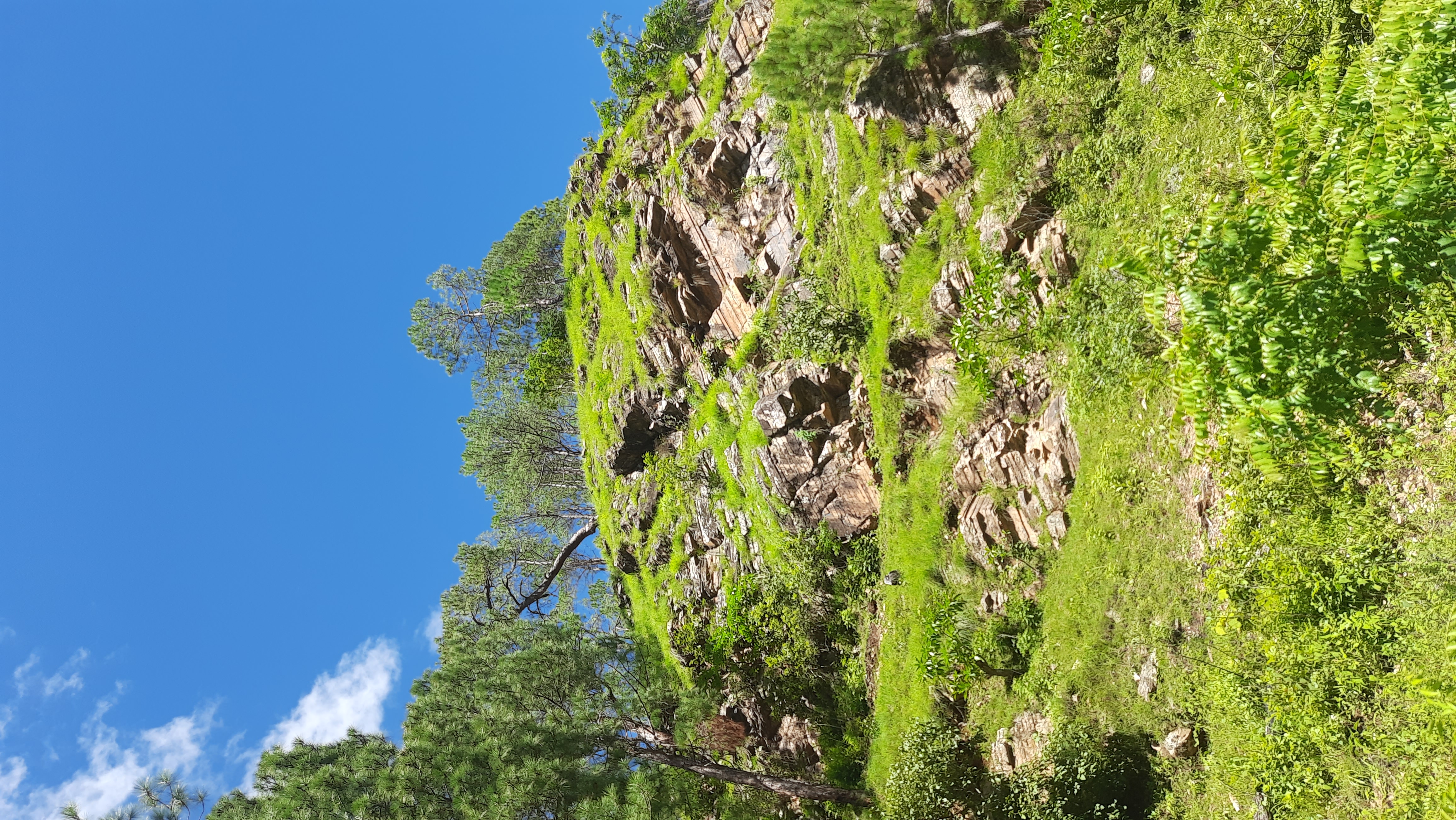 Pristine mountain forests