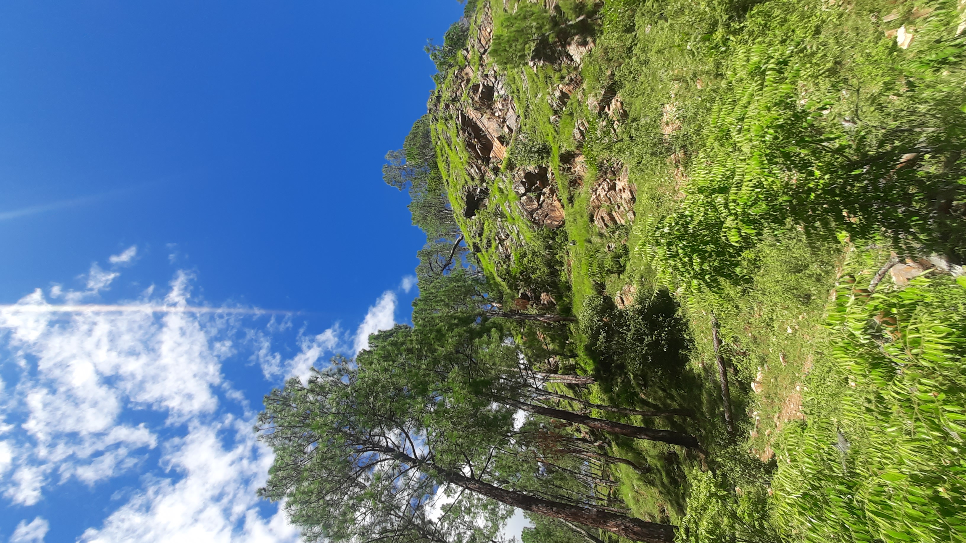 Lush wilderness estate boundary