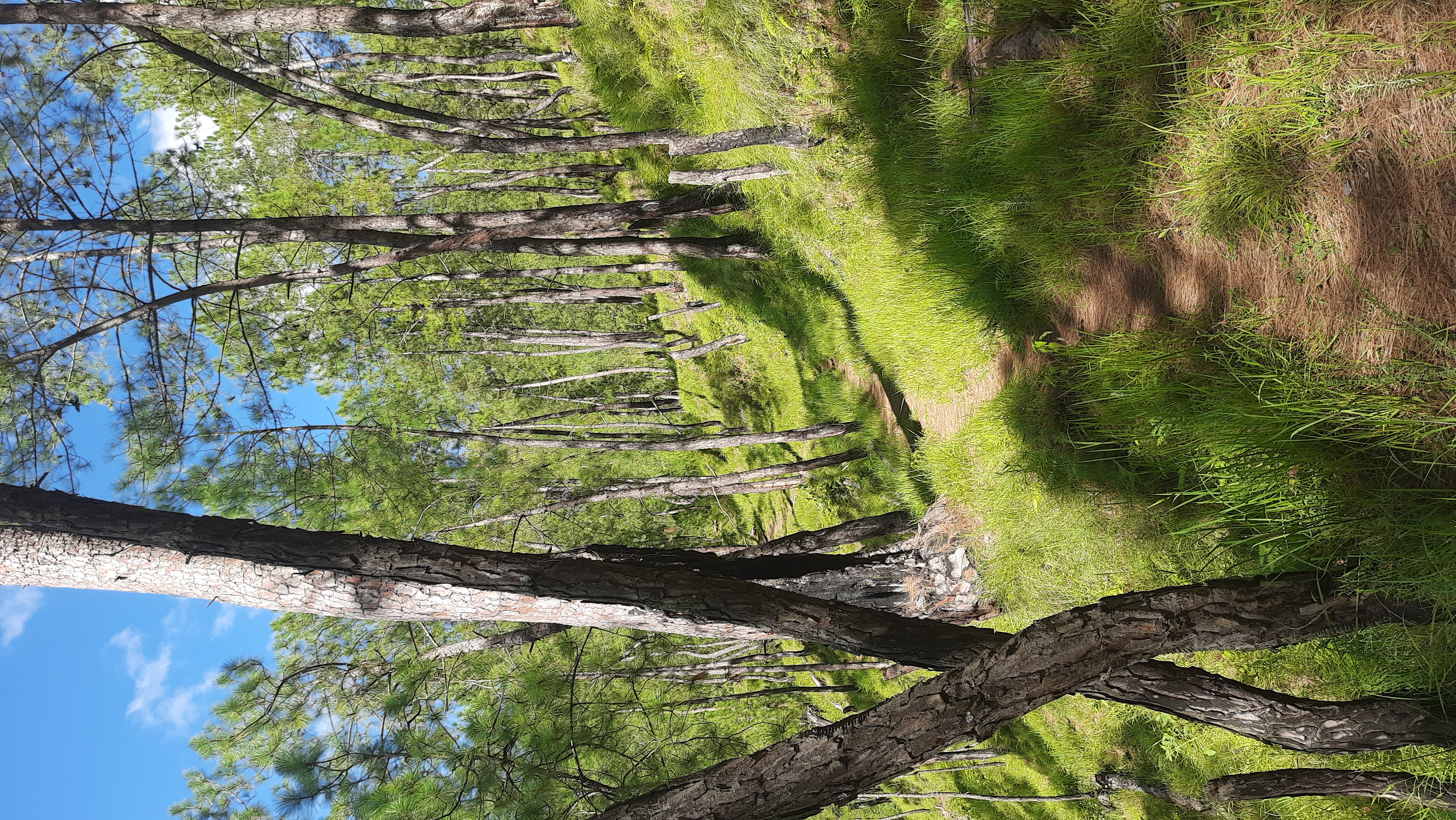 Deodar trees inside the estate