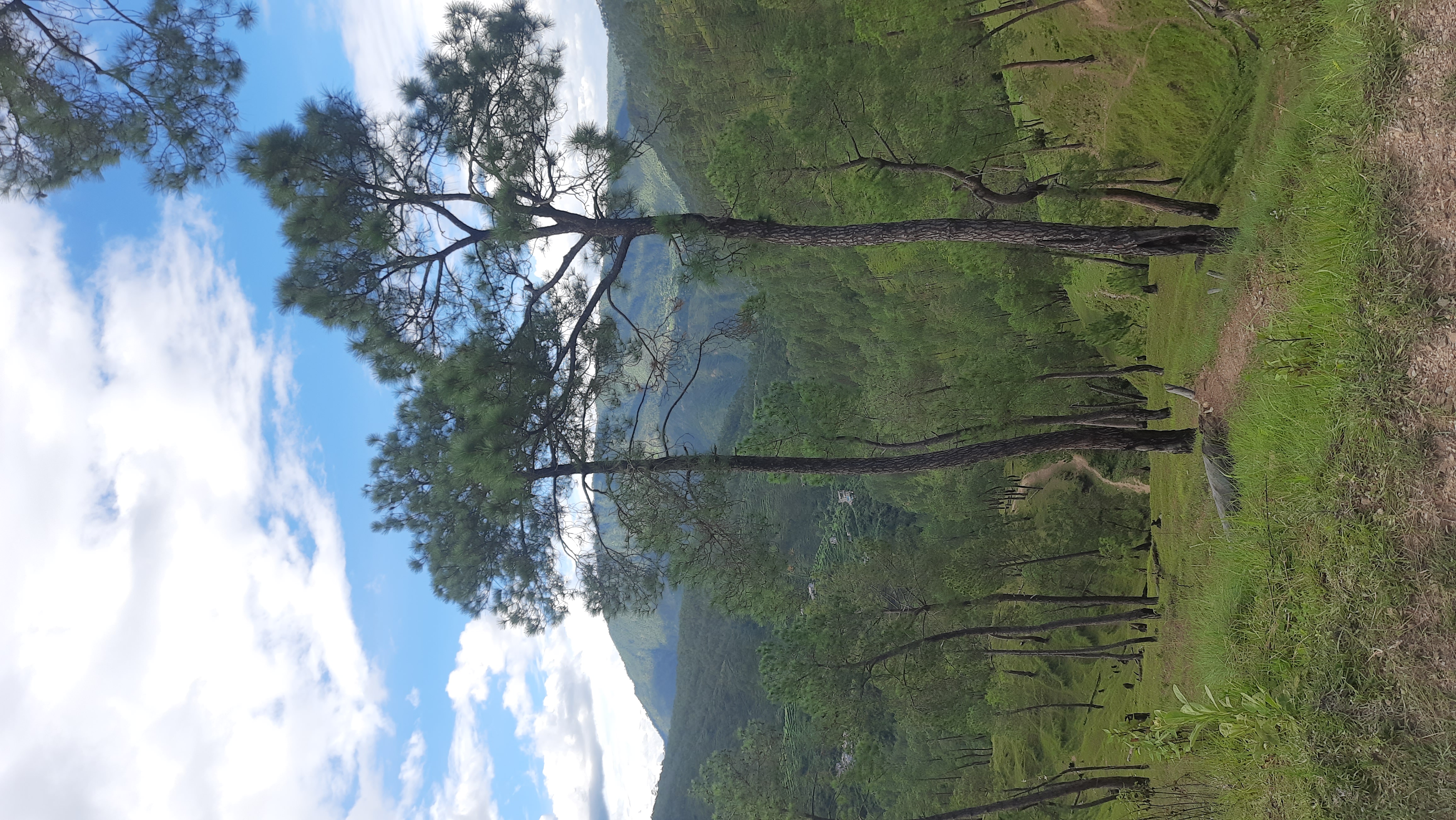 Ancient deodars canopy