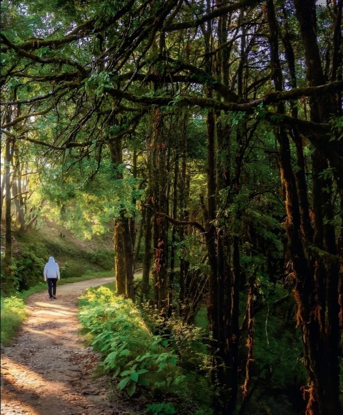 A forest trail through the estate