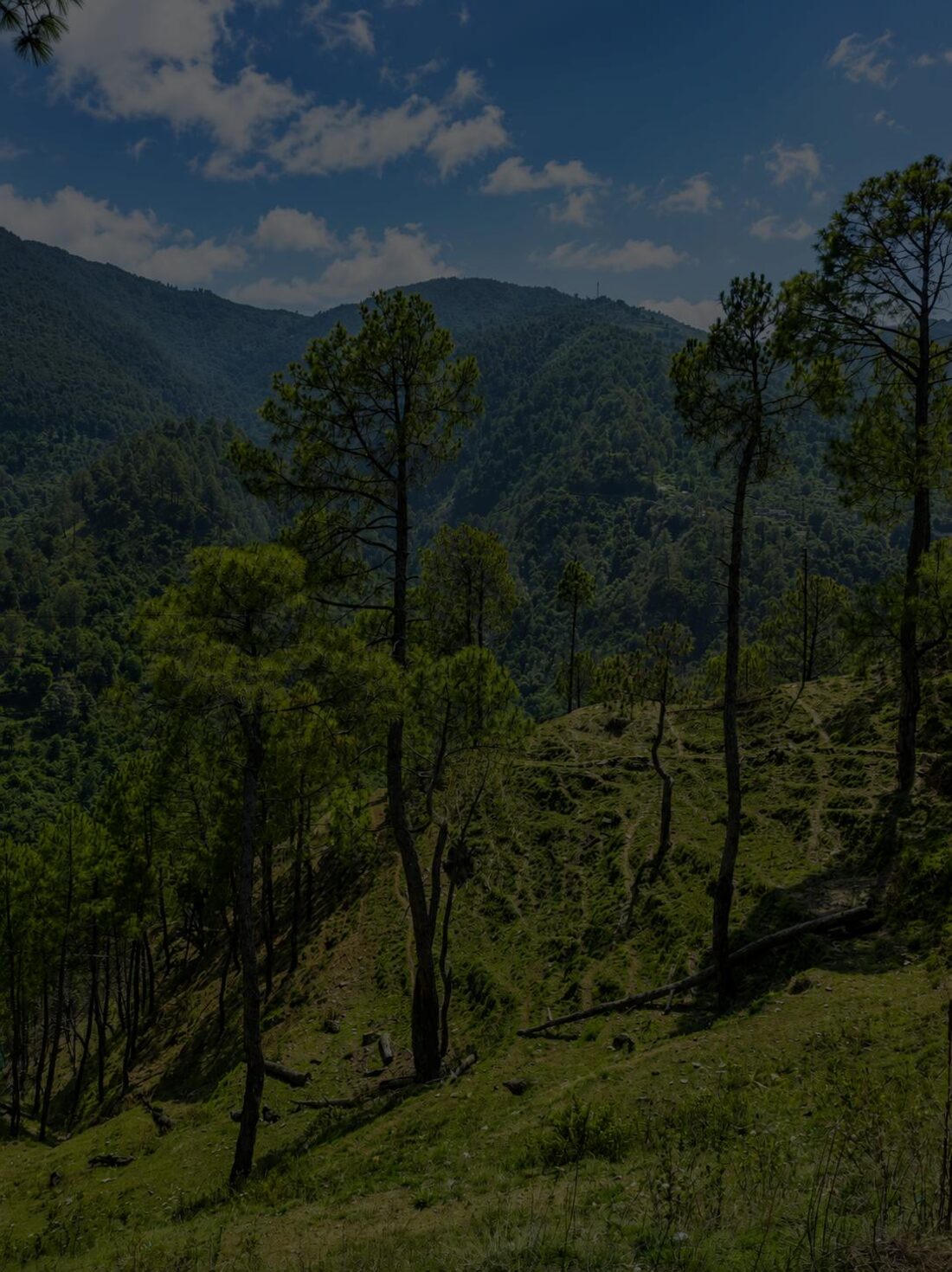 Pine-covered slopes of the estate